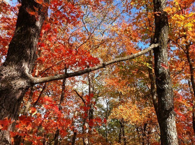 tree that decided it was going to be two trees at once