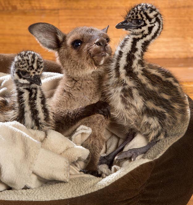 27 Australian Animal Moments That Were So Fucking Cute in 2015