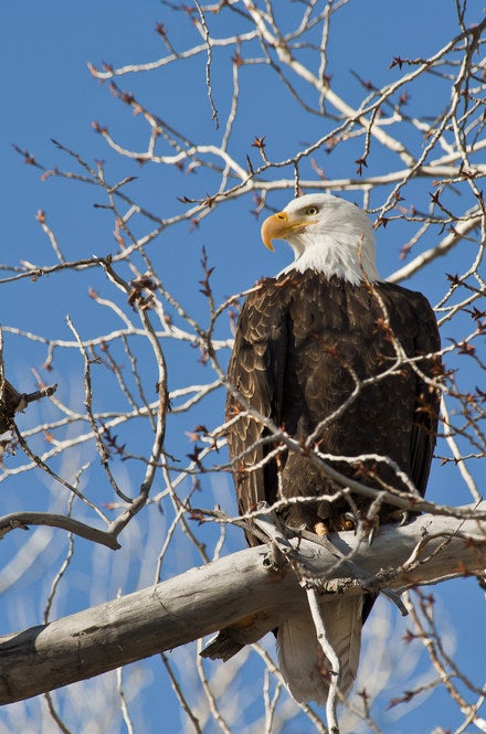 Bald eagle in Park City, Utah