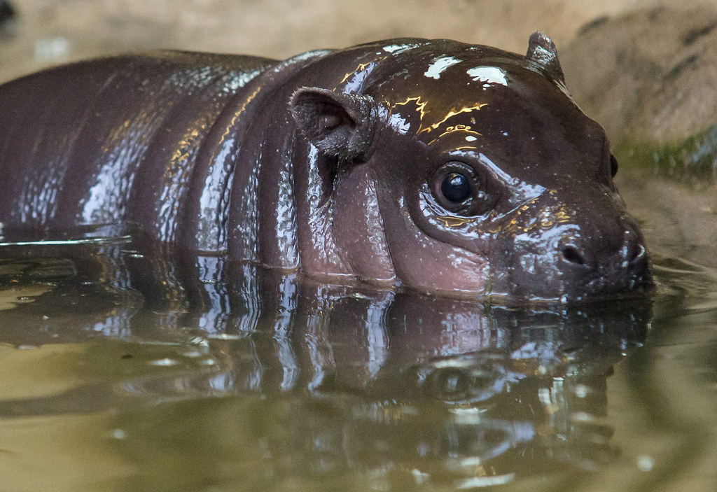 This 3-Week-Old Pygmy Hippo Is The Cutest Thing Imaginable