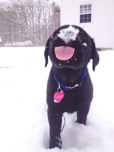 An Adorable Animals Advent Calendar: December 1 An Adorable Animals Advent Calendar: December 1