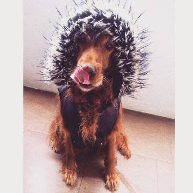 An Adorable Animals Advent Calendar: December 4