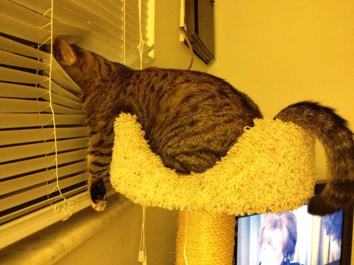 An Adorable Animals Advent Calendar: December 7