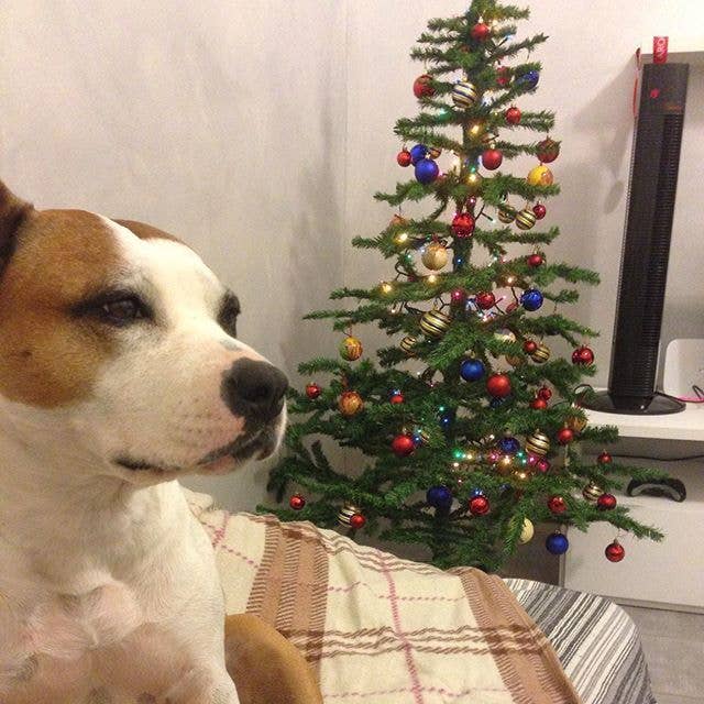An Adorable Animals Advent Calendar: December 6