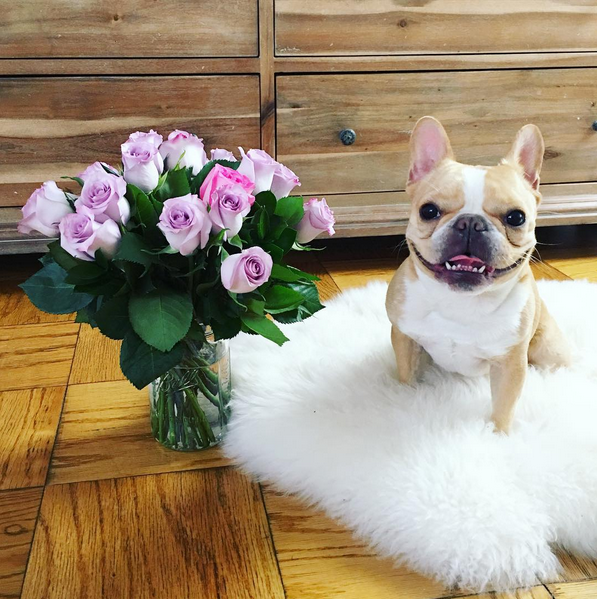17 Times Chloe The Mini Frenchie Won Instagram In 2015