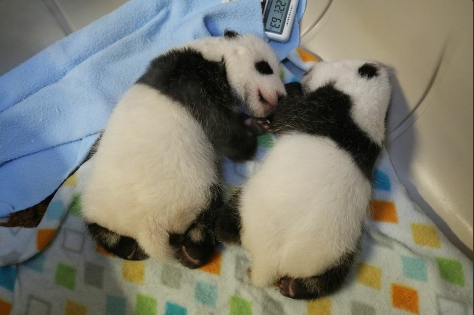 The Toronto Zoo's Baby Pandas Actually Look Like Pandas Now