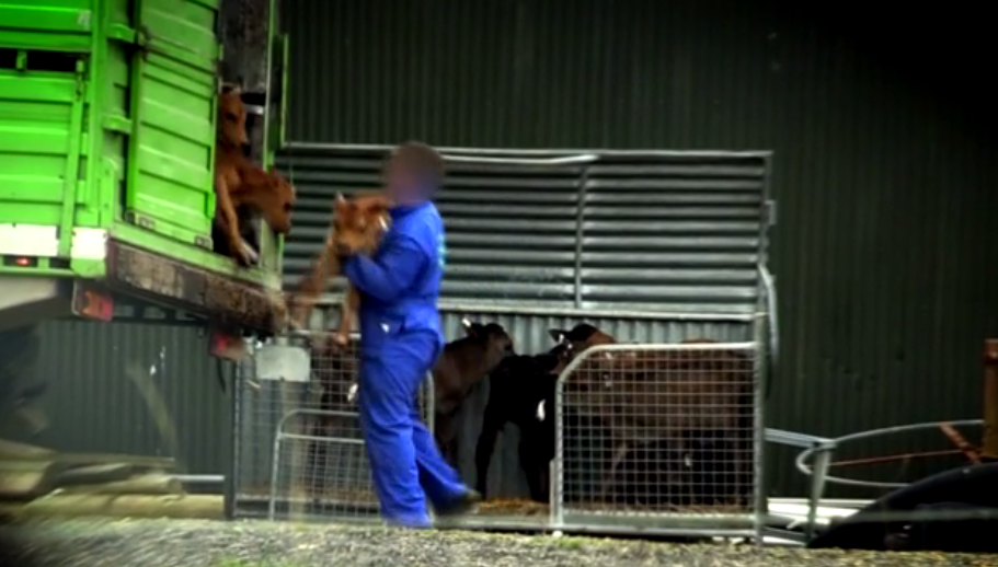 Shocking Footage Shows Baby Cows Being Beaten With Hammers And Thrown ...