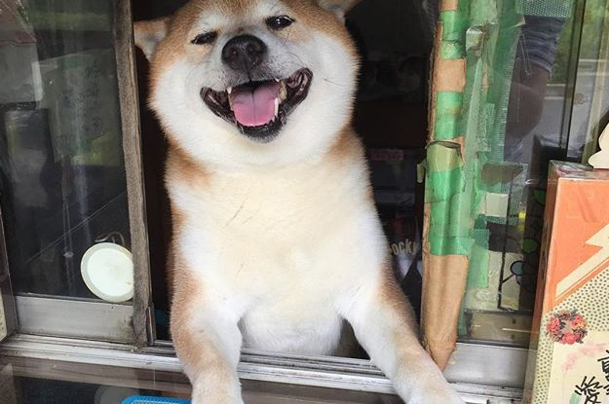 shiba inu tobacco shop After Years Of Dutiful Service, The Shiba Who Ran A Tobacco Shop Retires