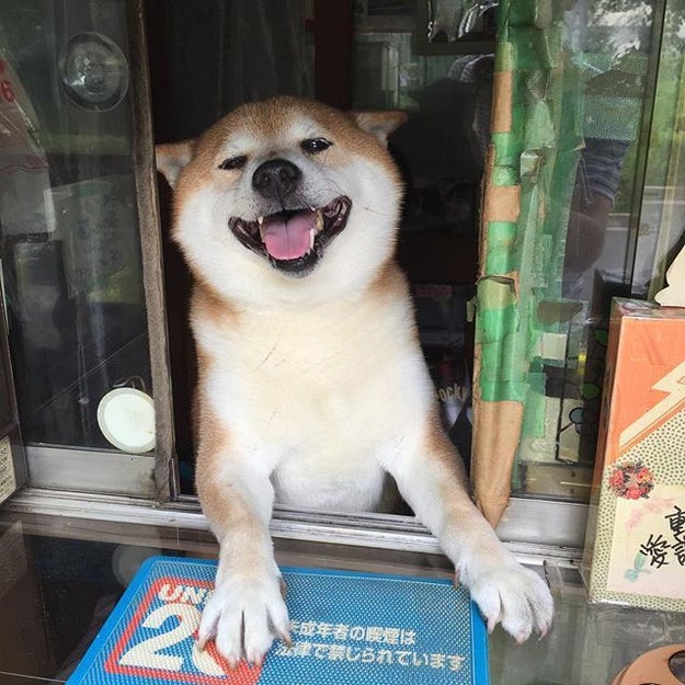 shiba inu tobacco shop This is Shiba-san, the legendary Shiba Inu who "worked" at Suzuki Tobacco Shop in Tokyo. He'd slide open the window to greet customers, accept pets, and even show After Years Of Dutiful Service,