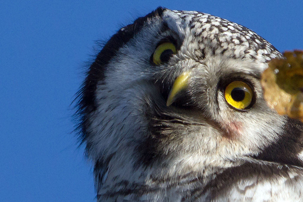 This is The Coolest Goddamn Owl You Will See Today