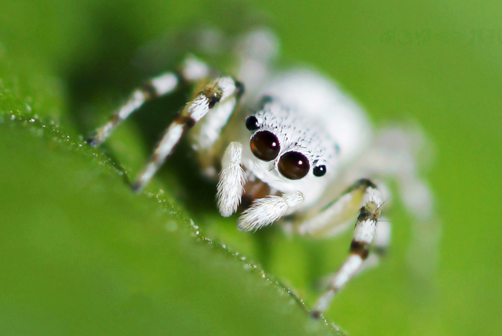 ¿Puedes ver 16 fotos de arañas sin morir en el intento?