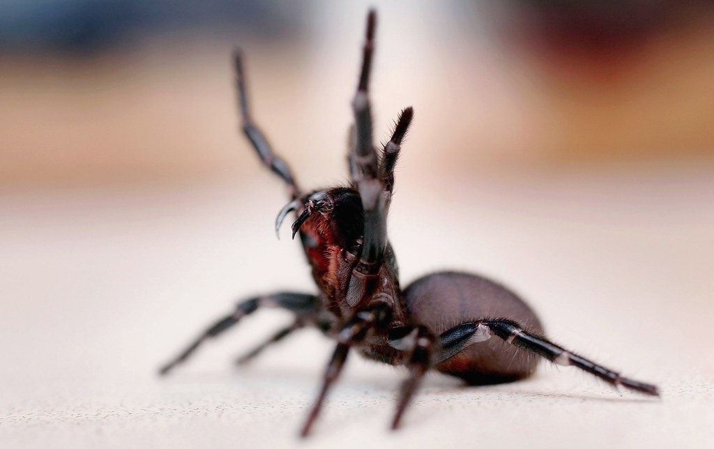 La atrax robustus no solo es venenosa, sino que es una experta tiradora con fusiles semiautomáticos y domina el krav maga.