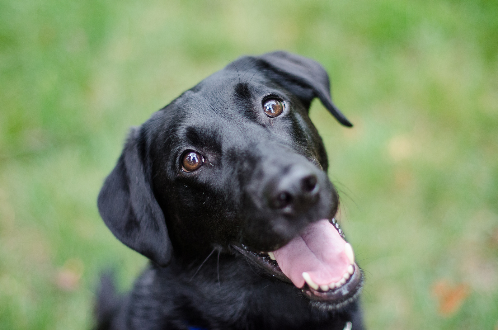 13 Tips To Take Amazing Photos Of Your Pets