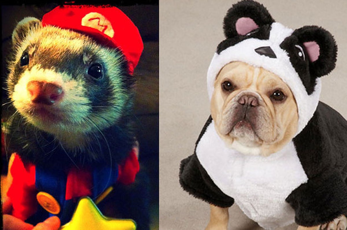 Show Us Your Dog's Halloween Costume