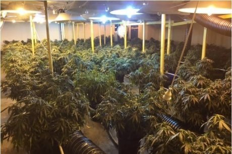 An incredibly large hydroponic setup was found inside the building, made up of over 600 plants. Two men - a 53-year-old and a 38-year-old - were stopped in their vehicle later and taken into custody at Newtown Police Station.
