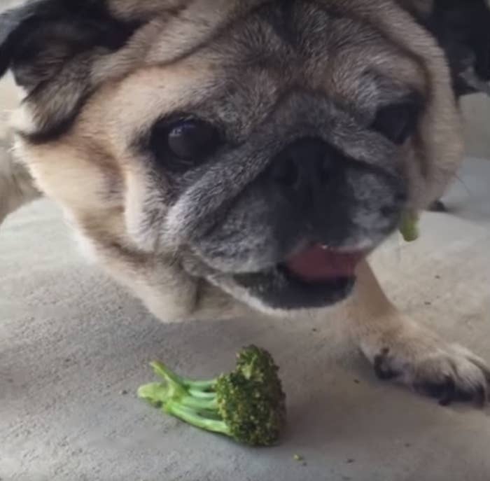 Te retamos a ver este perrito comiendo brocoli y no morir de risa en el intento