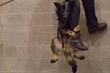 Veja esse adorável cão policial aprendendo a fazer rapel em paredes