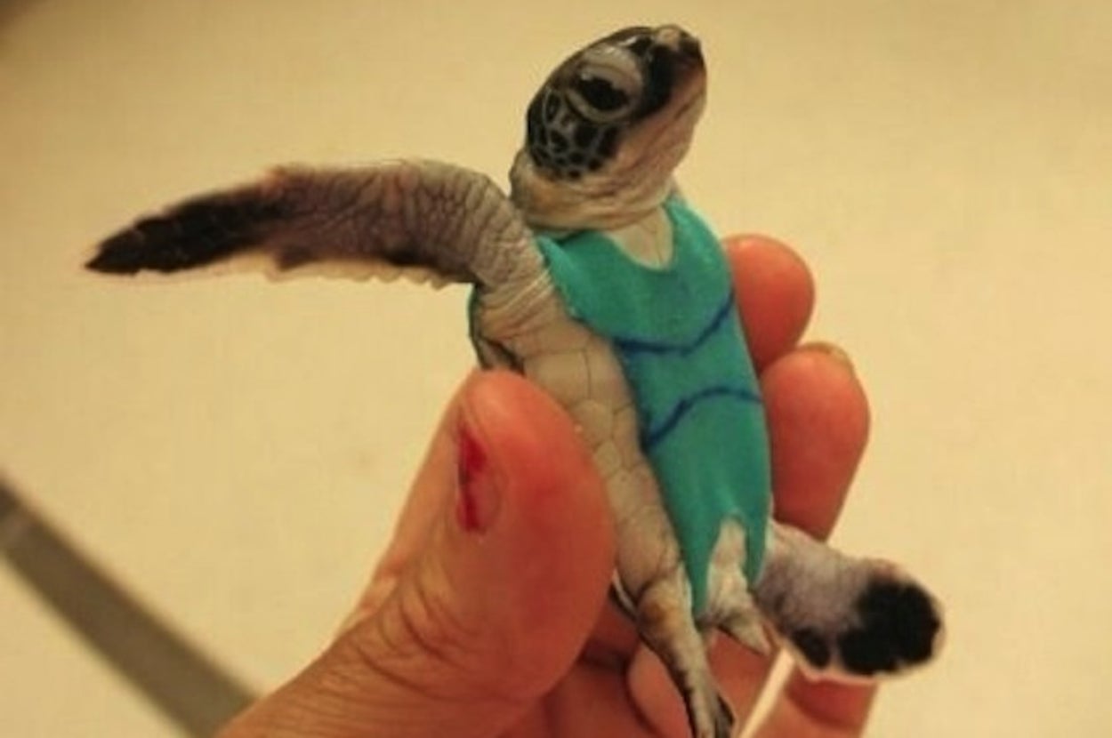 Turtle Daipers Check Out These Turtles In Adorable Sea-Diapers