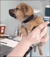 It's OK, buddy. Here is a puppy trying his best too.