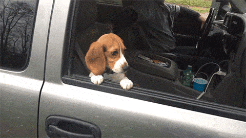 Confused? So is this puppy.