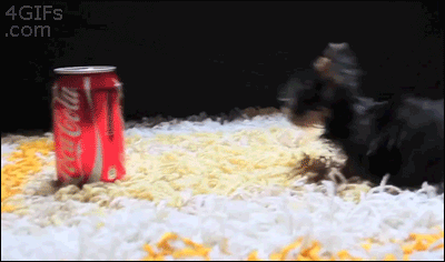 Try to stay mad while watching a tiny puppy hop around a soda can.