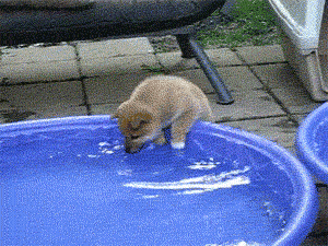 YAY. This shiba is happy too!