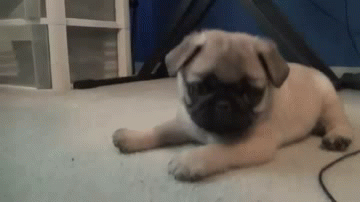HERE IS A HAPPY LITTLE PUG FOR YOU.