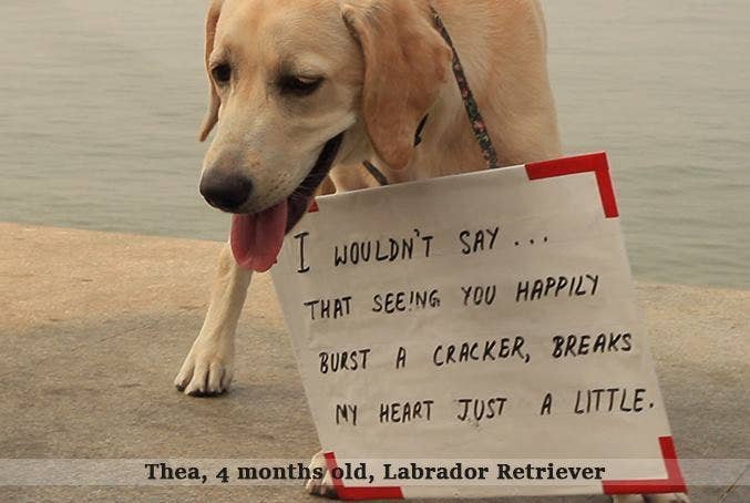 11 Adorable Dogs Who Don't Want You To Burst Any Crackers This Diwali