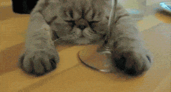 14 Cats That Sum Up You Trying To Get Fit