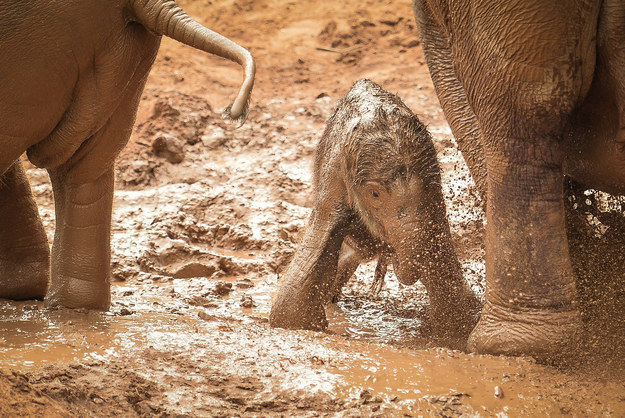 Seemingly the same baby elephant from before, now playing in the mud and getting covered in it