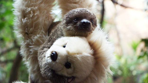 A sloth hugging a stuffed teddy bear