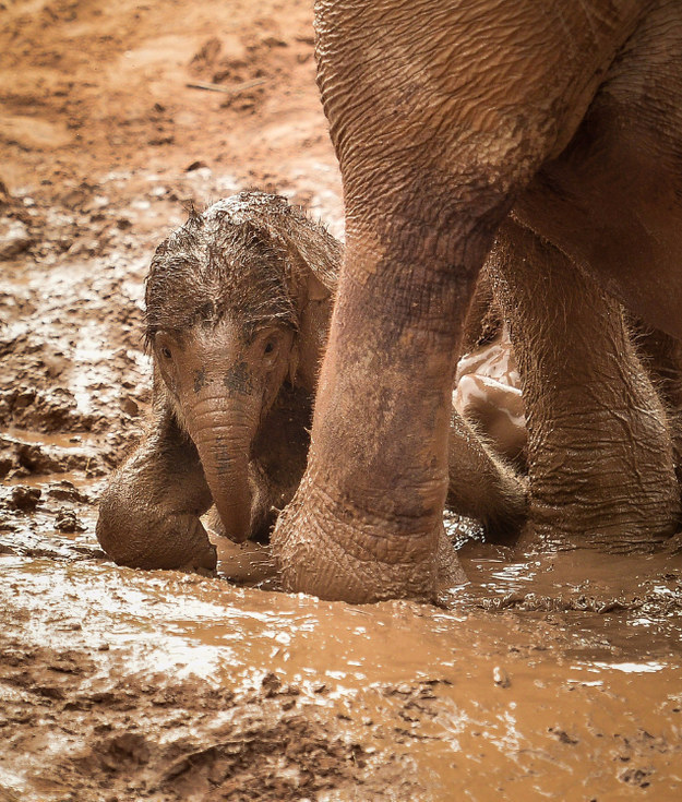 A baby elephant lying in mud and cuddling its mother&#x27;s leg