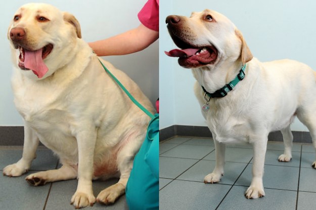A Fitness Club For Pets Helped These Overweight Dogs