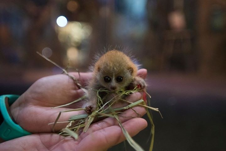 A very small animal in the palm of a human&#x27;s hand and holding sticks and leaves