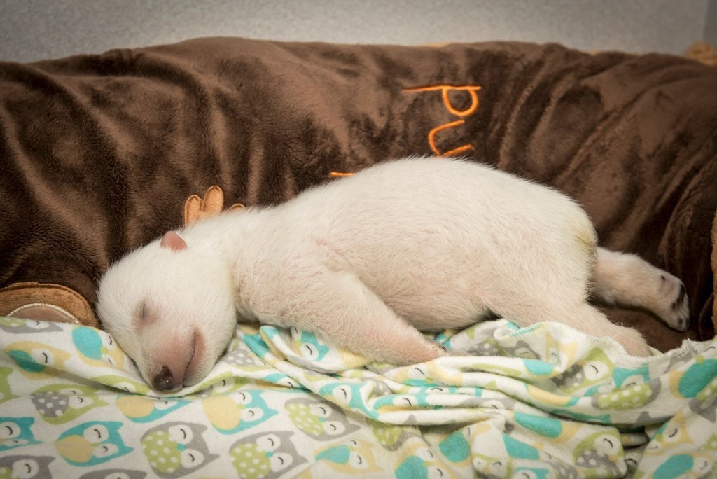 A small dog fast asleep with its four legs extended outward on its sides