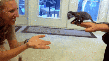 A lemur jumps from one human to another