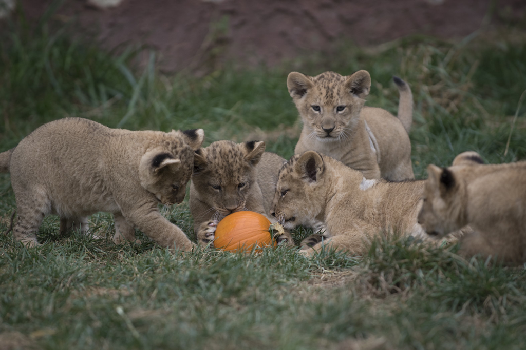 Five baby lions playing with a pumpkin