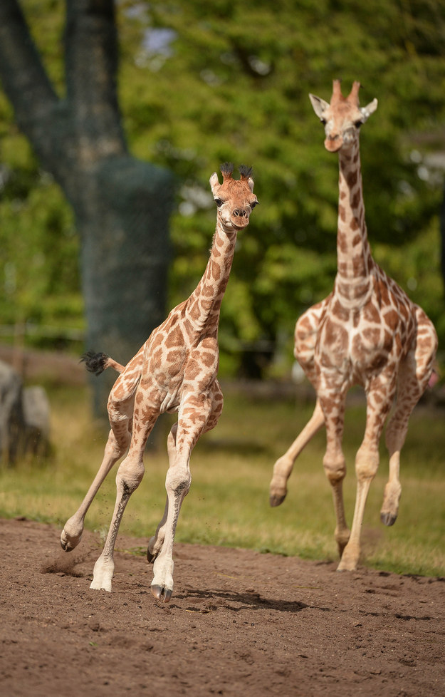 Two giraffes running next to each other