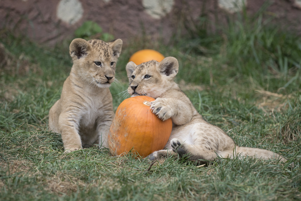 Two of the lions playing with a bigger pumpkin