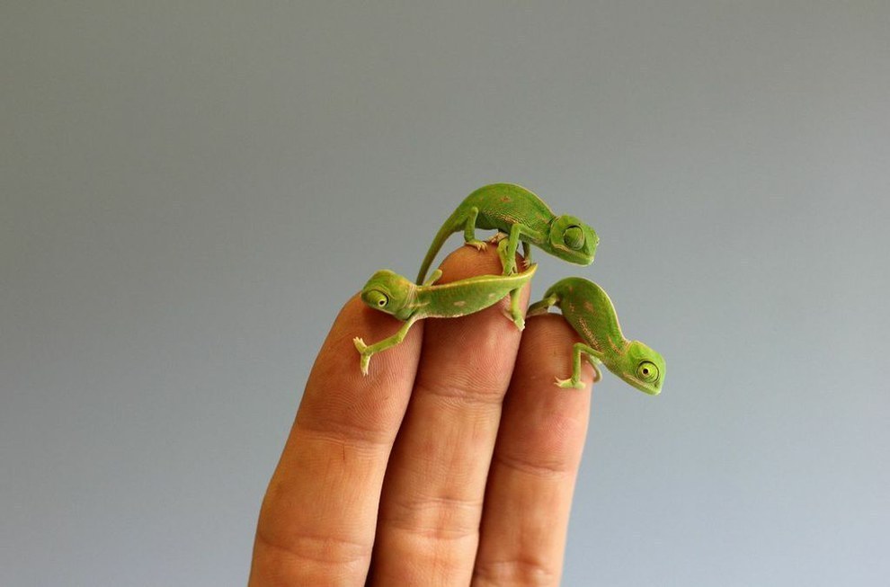Three lizards crawl on a human&#x27;s hands; each lizard is the same size as one of the human&#x27;s fingertips