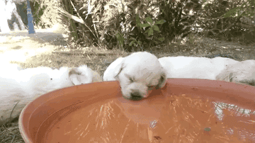 A dog falls asleep while trying to drink out of a large bowl