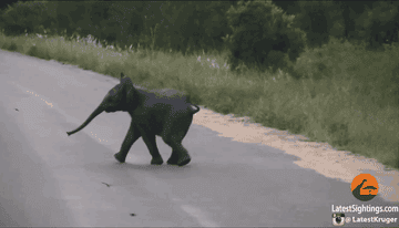 A baby elephant begins to cross a street, then turns around and tries to play with birds flying around it