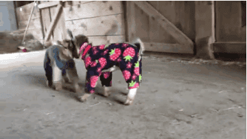 Two tiny goats in full-body outfits, one that looks like overalls and another covered in raspberries