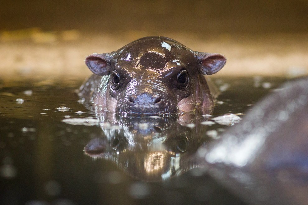 The baby hippo swimming