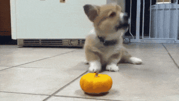 A tiny puppy barks at and pounces on a mini fake pumpkin