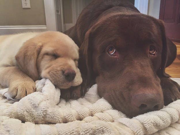 A dog and a puppy resting on a blanket together