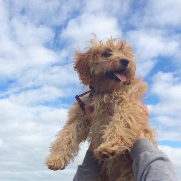 A dog being held up toward the sky