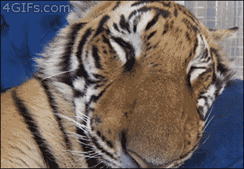 The technical term for this is "hypnic jerk." And scientists have no idea why we do it. One theory is that the mechanisms that keep you awake and help you fall asleep are basically picking a fight with each other.