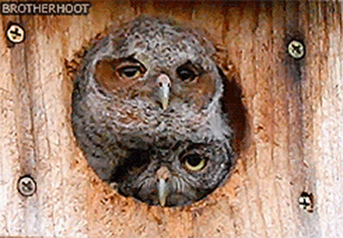Studies have found that late chronotypes (more commonly known as night owls) frequently experience a type of jet lag, are more susceptible to depression, and have more addictive personalities.