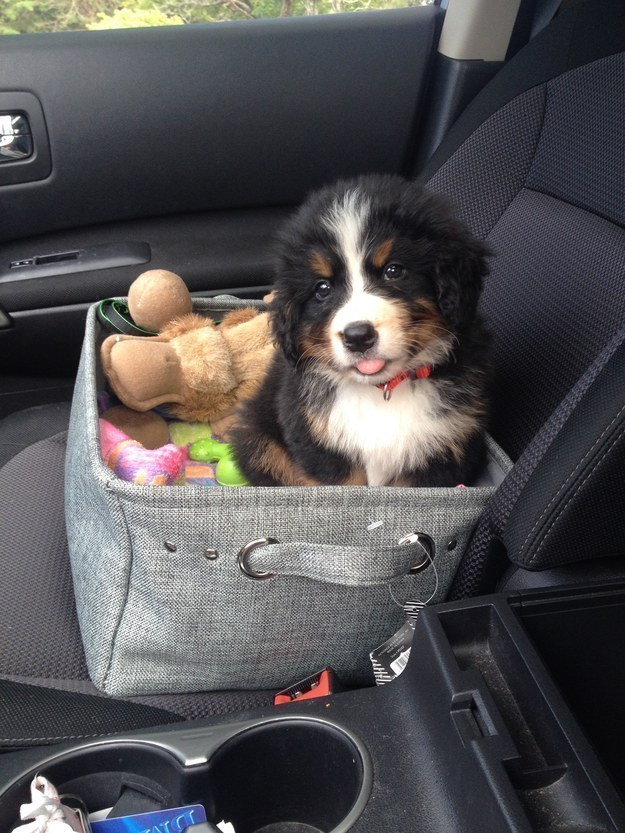 33 Cute Puppy Pictures To Make You Smile Today - 81